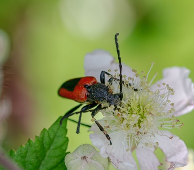 Cerambycidae: Stictoleptura (=Brachyleptura) cordigera cordigera, maschio